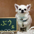 大阪市阿倍野区のDMDでカットしたぶうくん