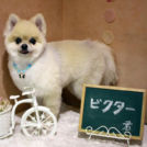 大阪市阿倍野区のDMDでカットしたヴィクターくん