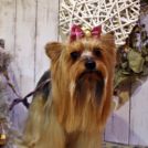 大阪市阿倍野区のDMDでカットしたちひろちゃん