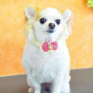 城東区のドッグサロン ユニココでカットしたランちゃん