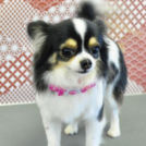 大阪市城東区のドッグサロン ユニココでカットした姫ちゃん