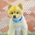 大阪市城東区のドッグサロン ユニココでカットした五郎ちゃん