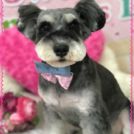 大阪市住吉区のDOG BEAMでカットした夢ちゃん