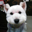 大阪市住吉区のペットサロンシェリーでカットした王子ちゃん