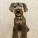 LuLuDog帝塚山店でカットしたチョコくん