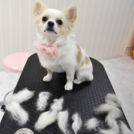 alice houseでカットしたくりぃぷちゃん