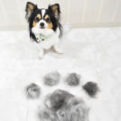 大阪市西区のalice houseでカットしたロンくん