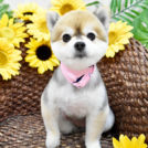 大阪市西区のalice houseでカットしたポポちゃん