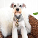 大阪市西区のalice houseでカットした茶太郎くん