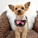 大阪市西区のalice houseでカットしたラスタちゃん