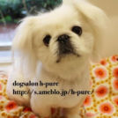 大阪市都島区のh pureでカットしたここちゃん