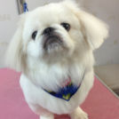 DogSalonりぼんでカットしたしりゅうくん
