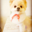 宇都宮市のDogsalon horohoroでカットしたひなちゃん