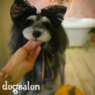 宇都宮市のdogsalon horohoroでカットしたキャンディーちゃん