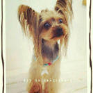 宇都宮市のDogsalon horohoroでカットしたかろんちゃん