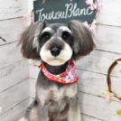 Toutou Blancでカットしたコムギちゃん