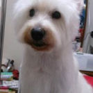 大田区のしーずけーないんけあでカットしたsilちゃん