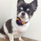 江東区のトリミングサロンfineでカットしたちょこちゃん