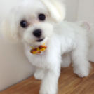 トリミングサロンfineでカットしたこまちちゃん