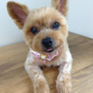 江東区のトリミングサロンfineでカットしたまるこちゃん