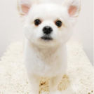 新宿区のKomachi Tokyoでカットしたパルちゃん