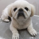 2丁目ドッグハウスでカットしたどんぐりくん