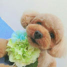 OHANA STARでカットしたハッピーくん