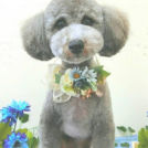 OHANA STARでカットした銀太くん