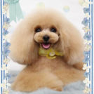 Fa*Fa名古屋店でカットしたあいちゃん