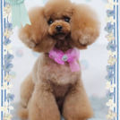 Fa*Fa名古屋店でカットしたこうめちゃん