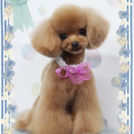 Fa*Fa名古屋店でカットしたココくん