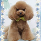 Fa*Fa名古屋店でカットしたミルクくん