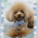 Fa*Fa名古屋店でカットしたたまこちゃん