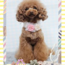 Fa*Fa名古屋店でカットした雪乃ちゃん