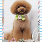 Fa*Fa名古屋店でカットしたファティマちゃん