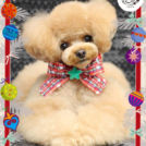 Fa*Fa名古屋店でカットしたプティちゃん