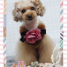 Fa*Fa名古屋店でカットした莉梨ちゃん