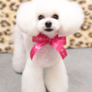 Fa*Fa 名古屋店でカットしたシュシュちゃん