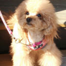 トリミングサロンpuffでカットしたナッツちゃん