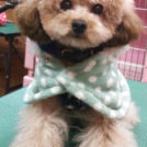 トリミングサロンpuffでカットしたサンタちゃん