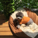 サンデー見好店でカットしたどんすちゃん