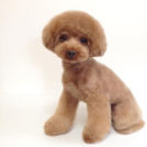 ドッグスタジオCOWANでカットしたぽてとくん