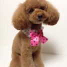 ドッグスタジオCOWANでカットしたマミちゃん