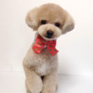 ドッグスタジオCOWANでカットしたマロンくん