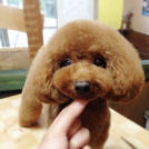 ドッグスタジオCOWANでカットしたラメルちゃん