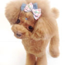 ドッグスタジオCOWANでカットしたまめたくん