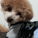 DOG fanでカットしたマロンちゃん