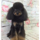 Re Birth Dreamでカットしたマロくん