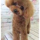 Re Birth Dreamでカットしたハリーくん