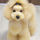 ドッグサロン あおぼしでカットしたブラウン・ディッパーくん